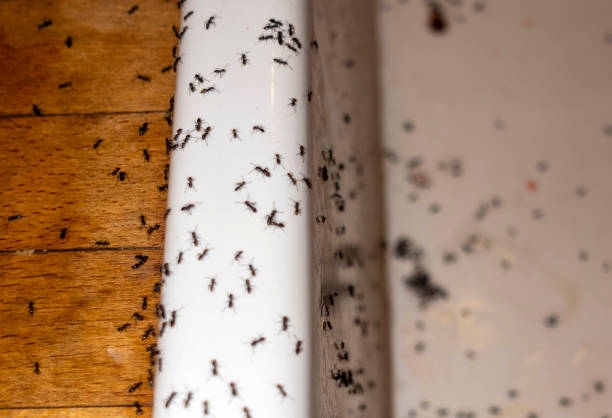 Best Residential Pest Control  in New Haven, WV