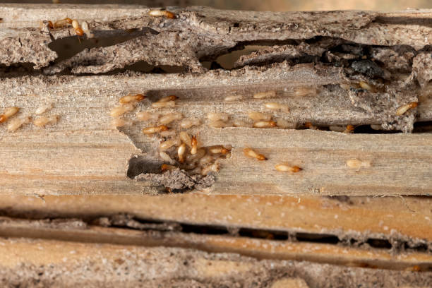 Best Flea Control Services  in New Haven, WV