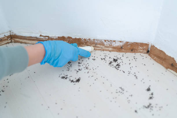Best Affordable Pest Control Services  in New Haven, WV