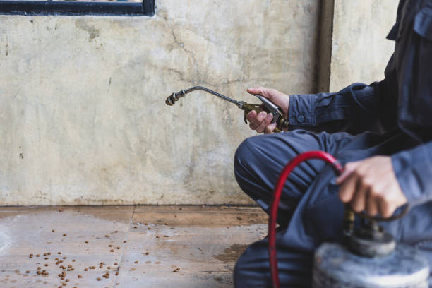 Best Wasp Removal Services  in New Haven, WV